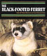 The black-footed ferret /