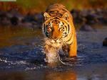 Biography of a Bengal tiger /