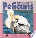 North American pelicans /