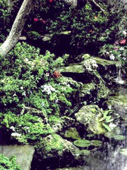 Rock & water gardens /