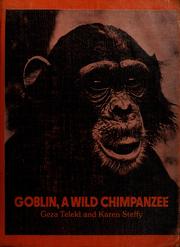 Goblin, a wild chimpanzee /