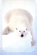 Animals of the Tundra /