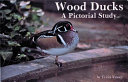 Wood ducks : a pictorial study /