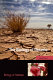 The biology of deserts /