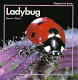 Ladybug /