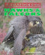 Hawks & falcons /